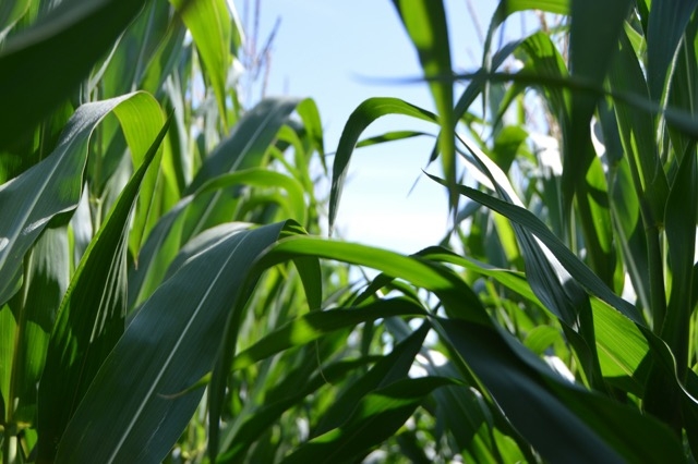 A drone shot of a field of crops