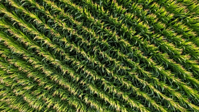 A drone shot of a field of crops