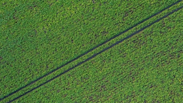 A drone shot of a field of crops