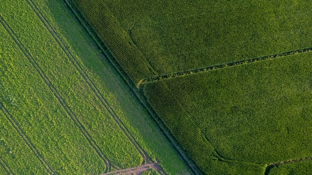 A drone shot of a field of crops