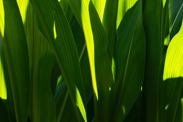 A drone shot of a field of crops