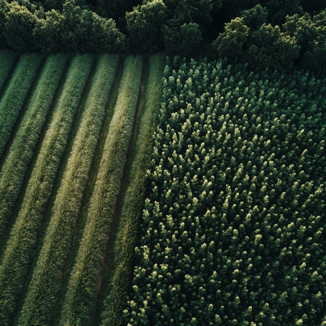 A drone shot of a field of crops