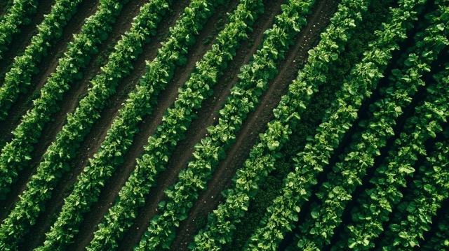 A drone shot of a field of crops