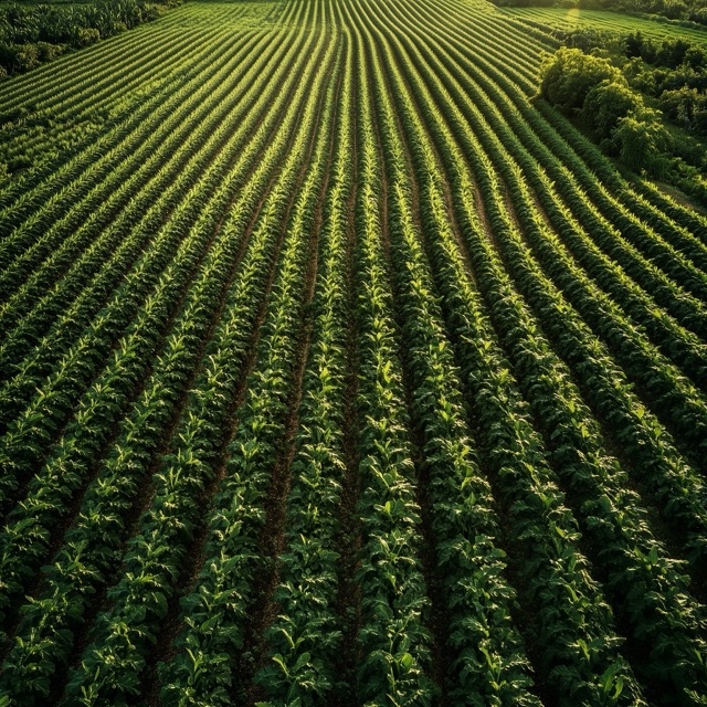 A drone shot of a field of crops