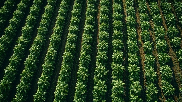 A drone shot of a field of crops