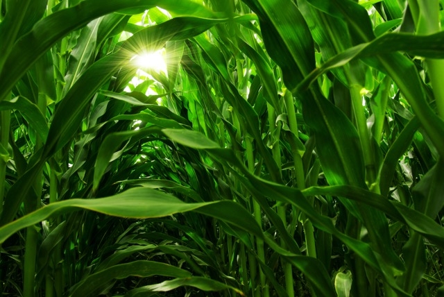 A drone shot of a field of crops