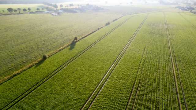 A drone shot of a field of crops