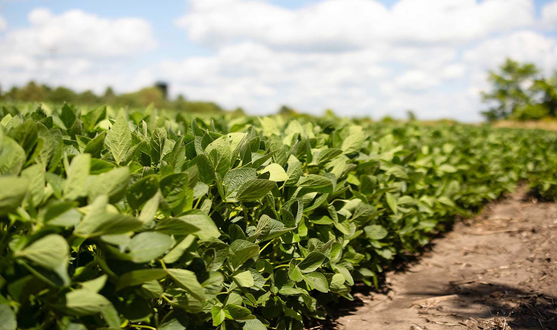 Lift Soybean Yield 12.3 sc/ha and Cut Phosphate 10%