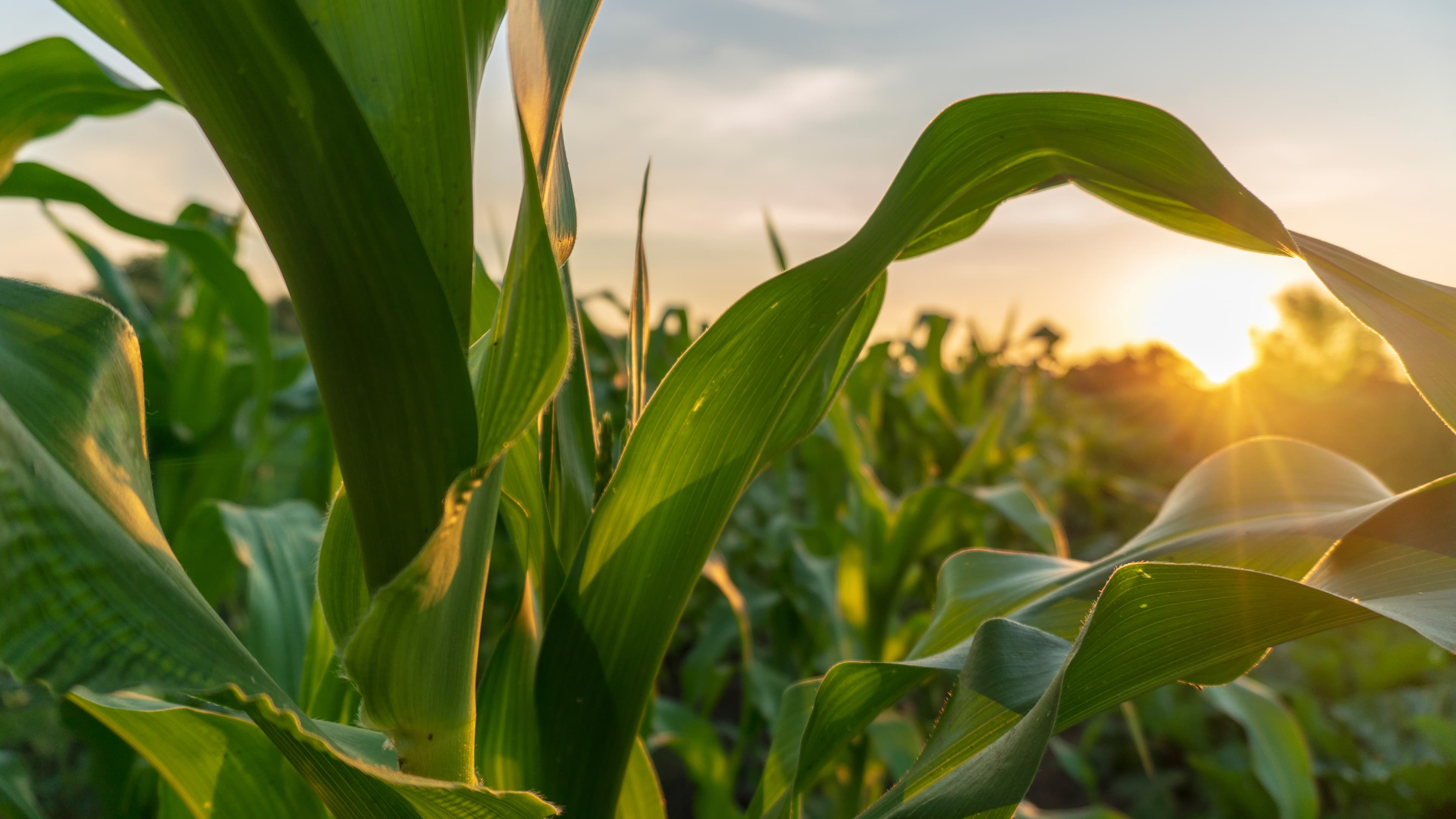 Crop field