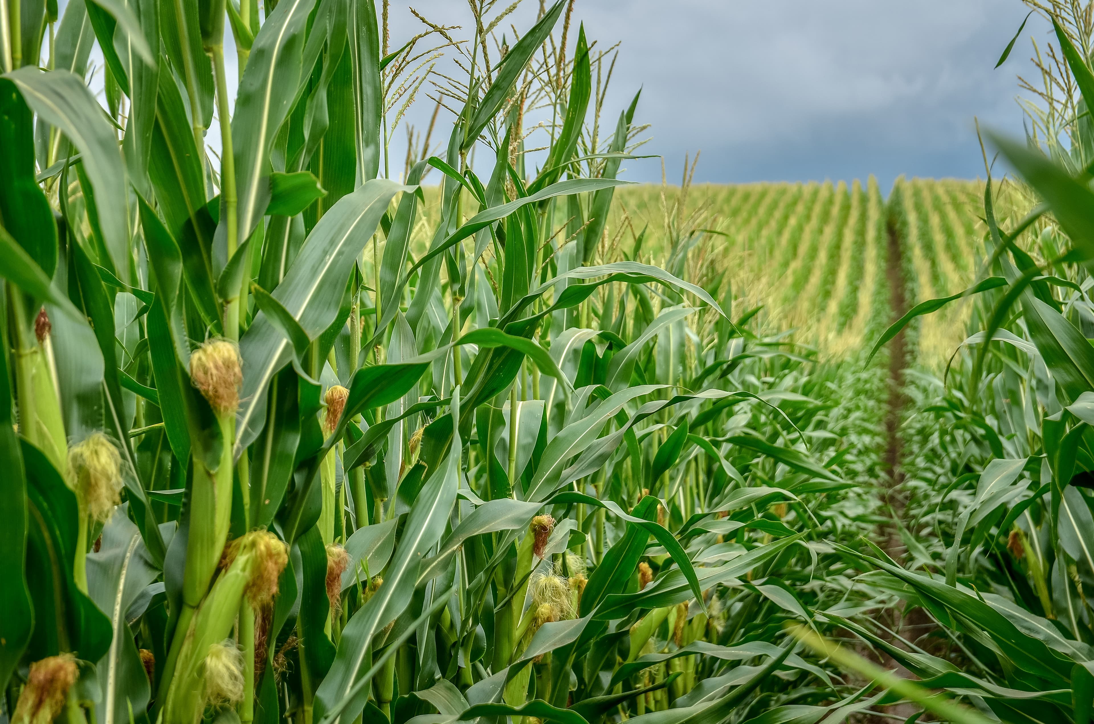 Crop field
