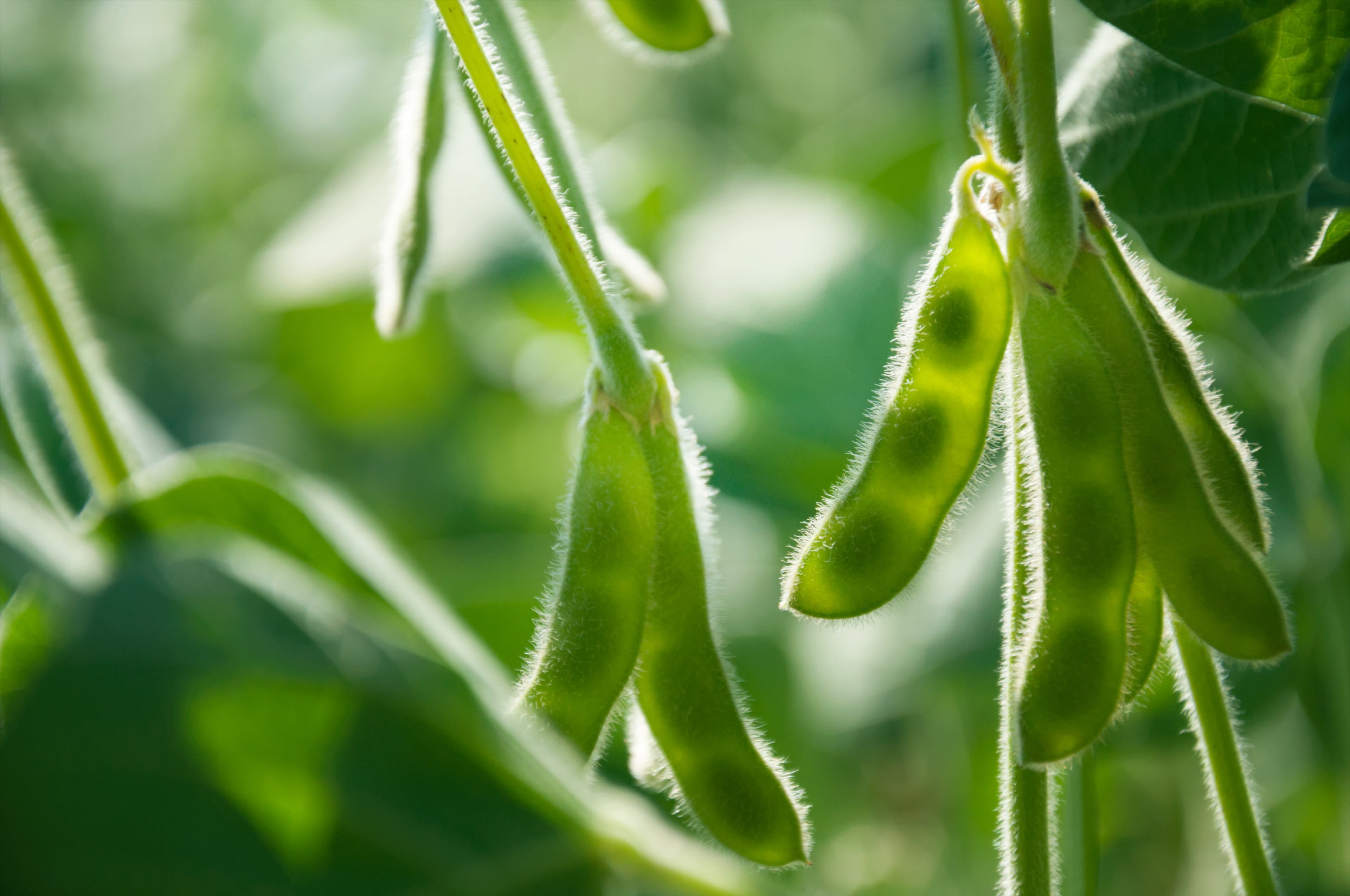 Crop field