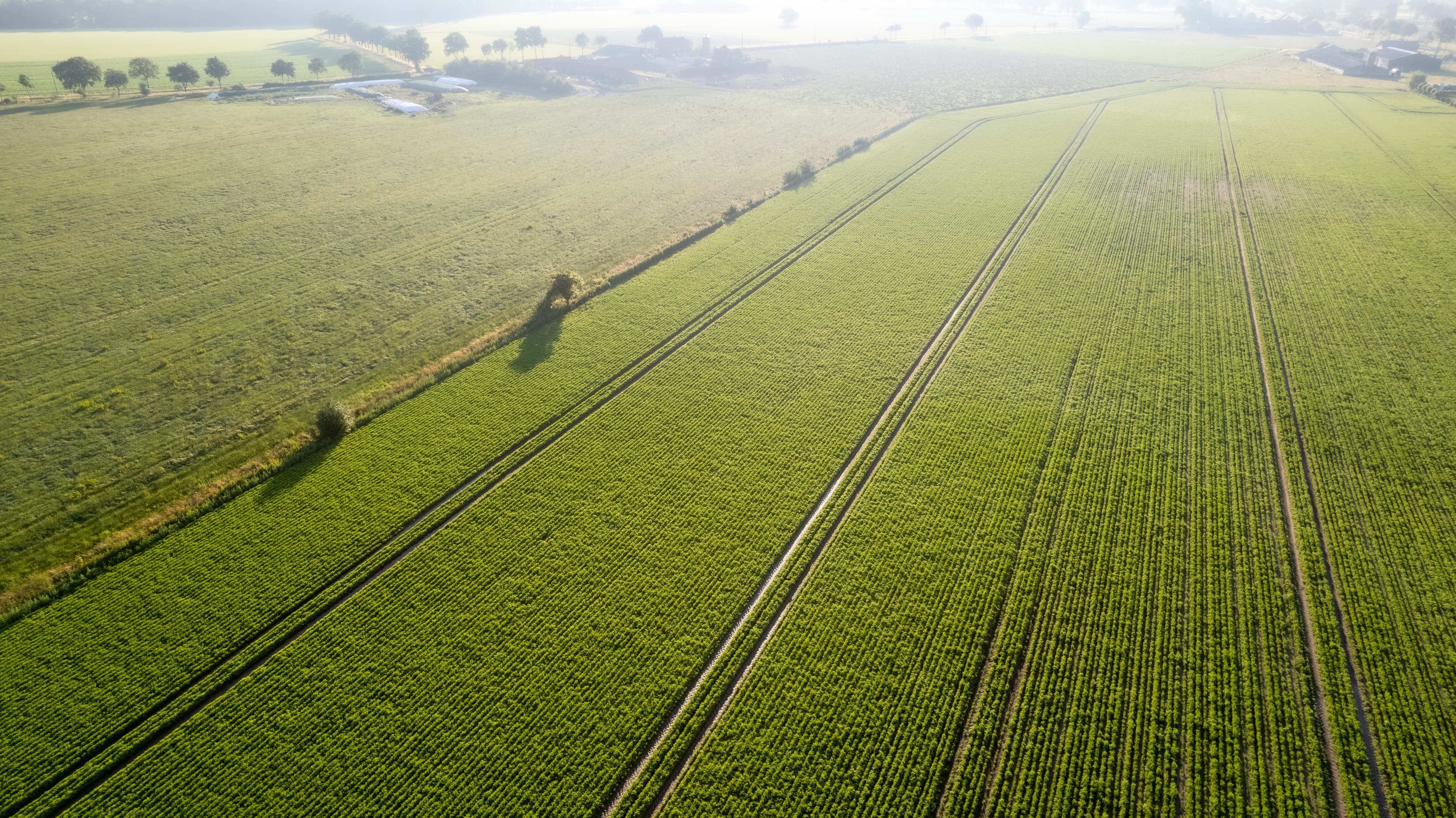 Crop field