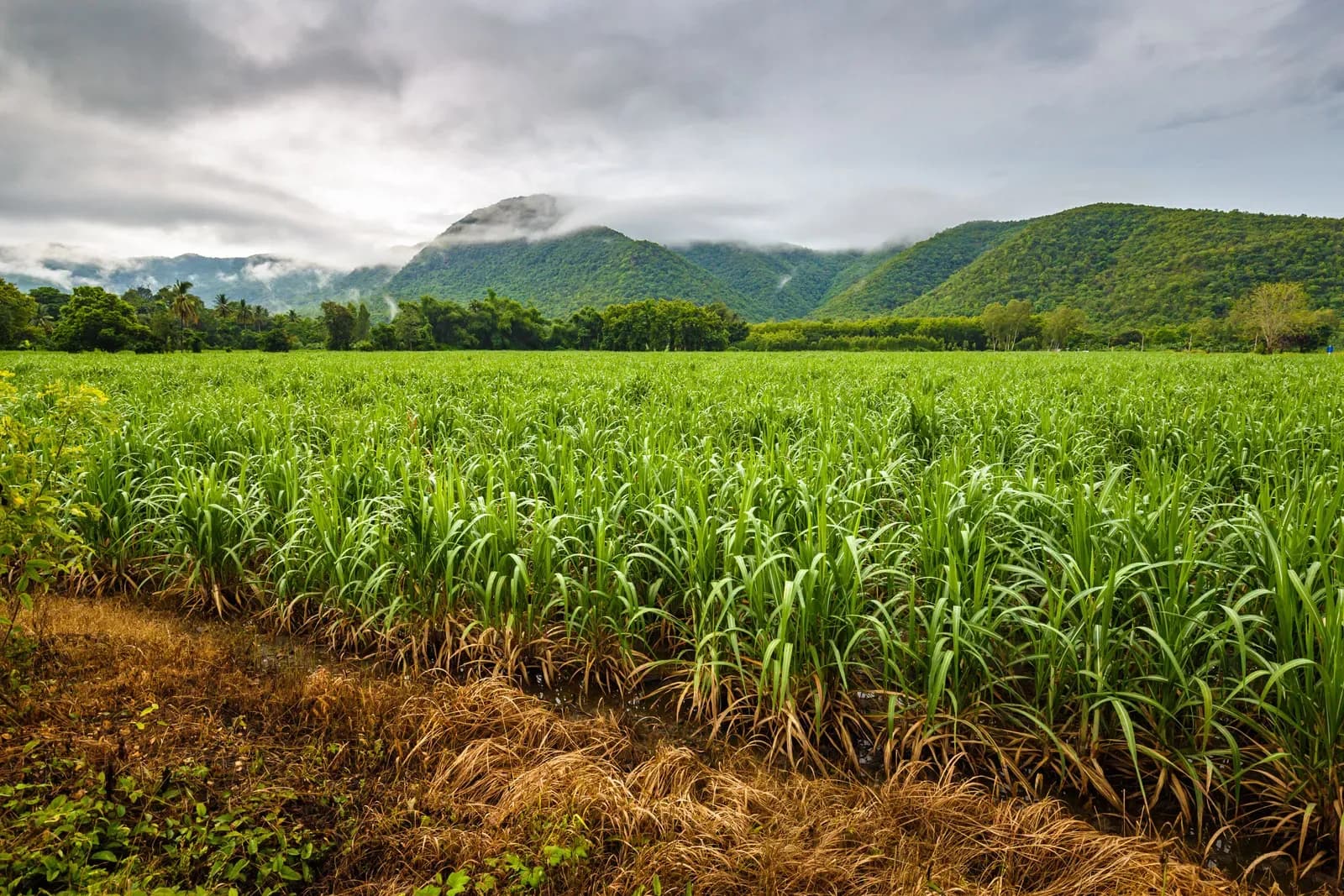 20% Higher Sugarcane Yields at Appleton Estates
