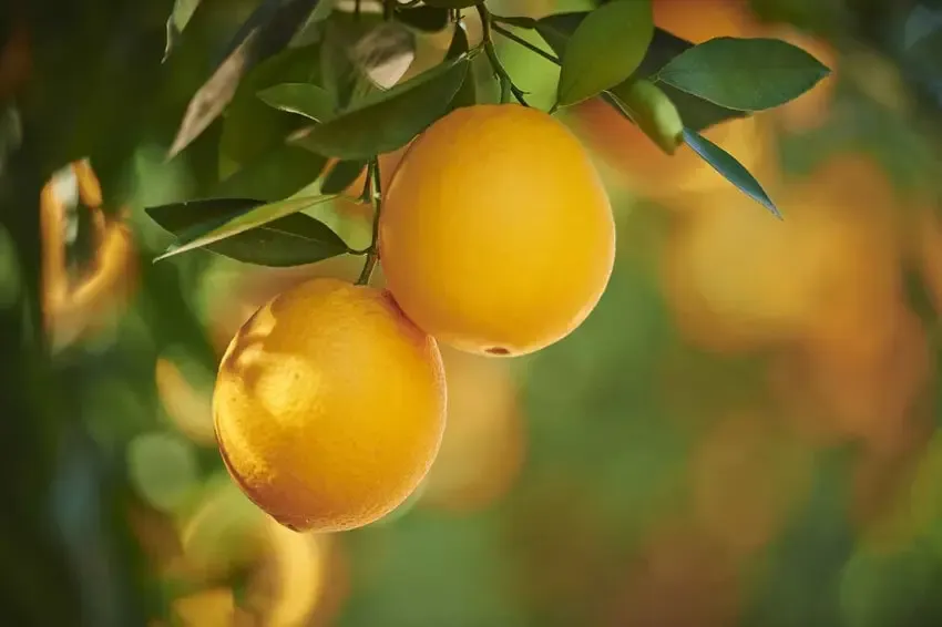Preventing HLB Citrus Fruit Loss by Over 20%