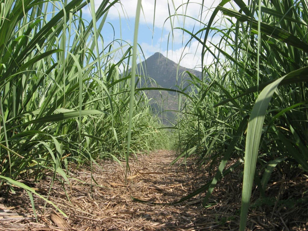 Protect 15% More Sugar in Drought-Stressed Ratoon Cane